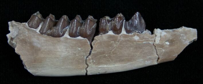 Oligocene Ruminant (Leptomeryx) Jaw Section #10570